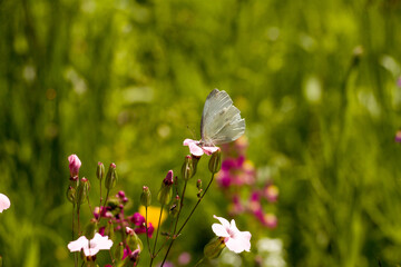 Kohlweißling auf Wildblumen