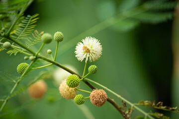 Leucaena leucocephala、イピルイピル（フィリピンの呼び方）、日本名：ギンネム,ギンゴウカン（銀合歓）、タンパク質を多く含む、食用、現在は侵略的外来種に指定されている