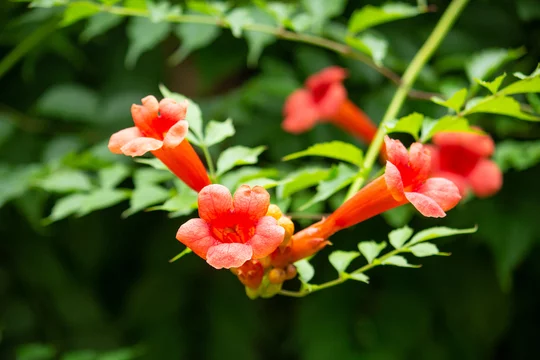 ノウゼンカズラ科 Images Browse 87 Stock Photos Vectors And Video Adobe Stock ノウゼンカズラ科 Images Browse 87 Stock Photos Vectors And Video Adobe Stock
