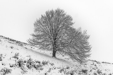 Albero innevato