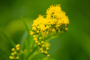 オオアワダチソウ（大泡立草、学名：Solidago gigantea var. leiophylla）の花が咲いた：日本、6月撮影