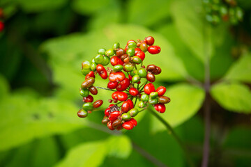 オタネニンジン（別名：チョウセンニンジン（朝鮮人蔘）、コウライニンジン（高麗人蔘）、Panax ginseng C.A.Meyer）の実