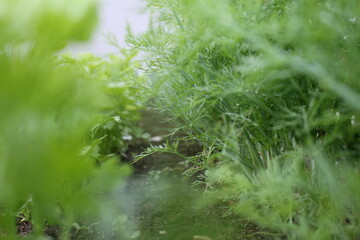 beautiful green dill and parsley grows in the beds