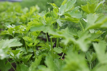 beautiful green dill and parsley grows in the beds