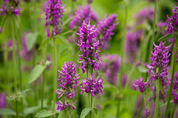  カッコウチョロギ（別名　ベトニー、 ウッドベトニーなど） 学名：Stachys officinalis