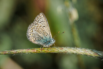 Farfalla