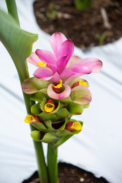 ガジュツ 我朮 英名 Zedoary 学名 Curcuma Zedoaria 別名 紫ウコン ショウガ科ウコン属の1種の多年草 7月撮影 日本 Stock Photo Adobe Stock ガジュツ 我朮 英名 Zedoary 学名 Curcuma Zedoaria 別名 紫ウコン ショウガ科ウコン属の1種の多年草 7月撮影 日本 Stock Photo Adobe Stock