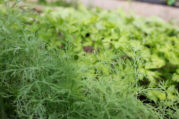 beautiful green dill and parsley grows in the beds