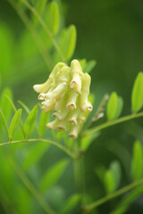 クララ（眩草、苦参、学名: Sophora...