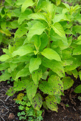 ゴマノハグサS. buergeriana Miquel （Scrophularia ningpoensis Hemsley）：ゲンジン（玄参）という生薬の原料、 英名, Scrophularia root, 生薬ラテン名, SCROPHULARIAE RADIX.  生薬名：ゲンジン, Scrophularia ningpoensis Hemsley　（日本：6月撮影、初夏）