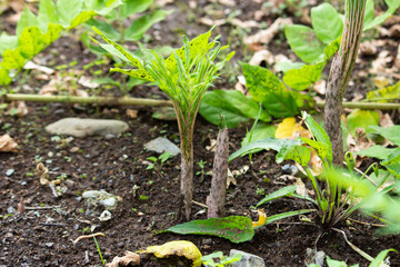 コンニャク （蒟蒻）（学名：Amorphophallus konjac）の若葉