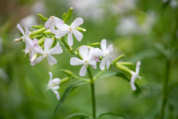 サボンソウ、学名：Saponaria officinalis...