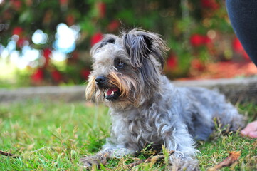 Adorable mini schnauzer terrier dog sitting on a grass field at the park, eagerly awaiting a toy to be thrown