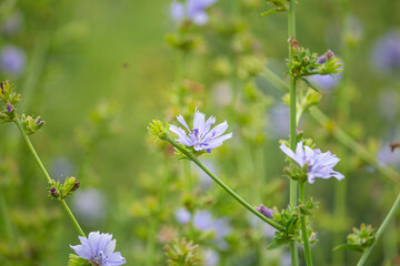 チコリの花（chicory）