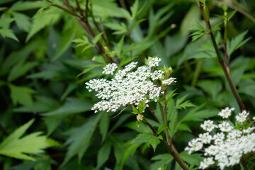 トウキ（当帰）の花（漢方薬の原料、日本原産、根を使用する）、日本、6月