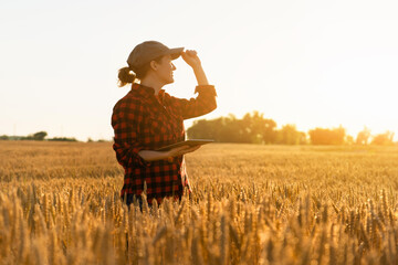 Woman farmer with digital tablet looks at the sunset on the wheat field. Smart farming and...
