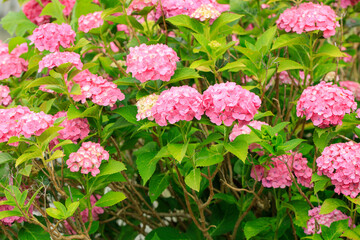 ピンクの紫陽花