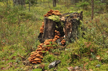 An old rotten stump with mushrooms growing on it.