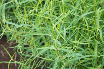 ミシマサイコ（三島柴胡、Bupleurum scorzonerifolium）、漢方薬原料、大柴胡湯などに含まれる、（6月、日本で撮影）