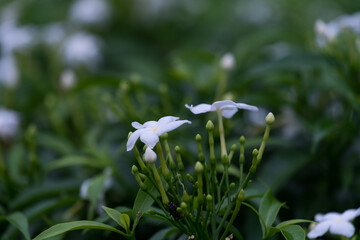 almost night, small white flower in the garden