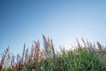 summer grass with blue sky background