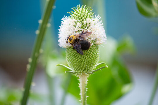 8 Best ラシャカキグサ Images Stock Photos Vectors Adobe Stock