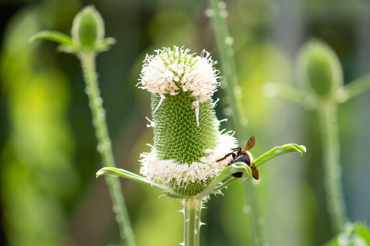 8 Best ラシャカキグサ Images Stock Photos Vectors Adobe Stock