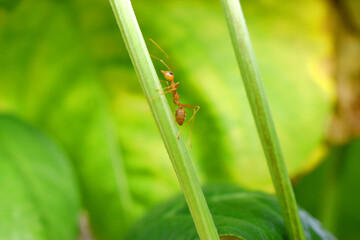 Red ants climb on green branch of plant with nature blurred background