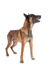 malinois in studio