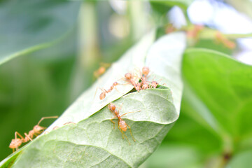 Ant worker are building nest on green leaf with nature blurred background