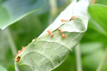 Ant worker are building nest on green leaf with nature blurred background