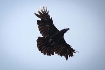 jungle crow in flight