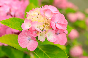 ピンクの紫陽花