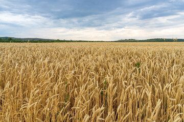 Naklejka premium Golden wheat field under blue sky