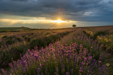 Naklejka na ściany i meble Sunset over a summer lavender field, looks like in Provence, France. Lavender field. Beautiful image of lavender field over summer sunset landscape.