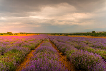 Beautiful image of lavender field over summer sunset light.