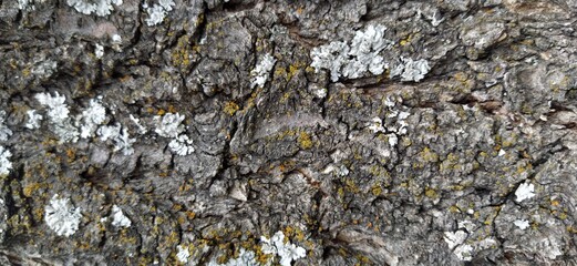 tree bark wood texture in background 