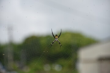 日本の田舎で見つけたクモ