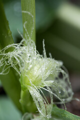 トウモロコシのひげ