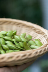 収穫した枝豆をカゴにいれて