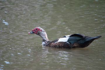 A duck in a creek