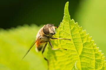 Portrait. Syrphid fly (Eristalis) on a green leaf. Shallow depth of field. Close-up.