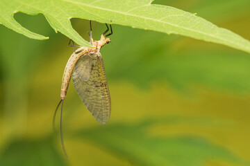 Macro photo. The common mayfly insect warms itself on a green leaf. © Александр Овсянников