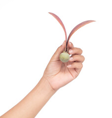 hand holding Dipterocarpus alatus Roxb Seeds  isolated on white background