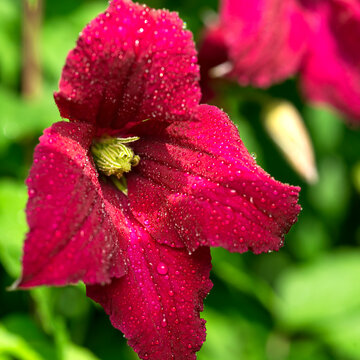 Purple flower klimatis with drops of water after rain. Close-up and a small depth of field.