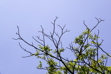Tree branches against a blue sky background. Bare tree branches and with green leaves