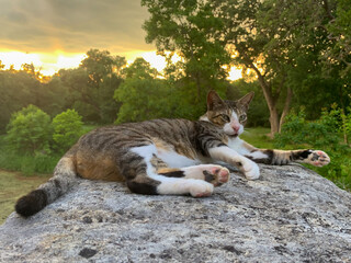 A beautiful cat, found outside, during a Texas Sunset.