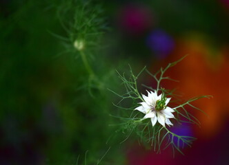 nigella sativa flower