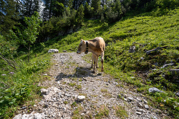 Großes Walsertal Österreich im Sommer