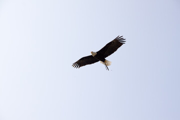 Adler im Flug